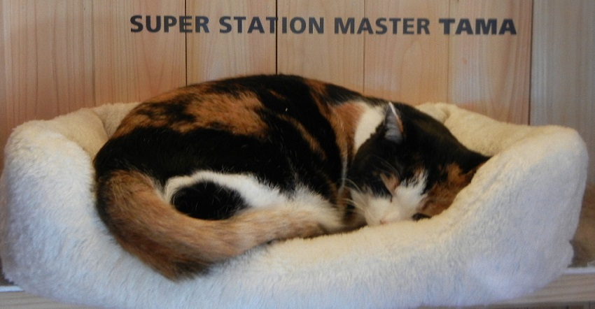 Station master Tama